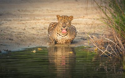udara-karunarathna-PPGM2ZpCrzc-unsplash